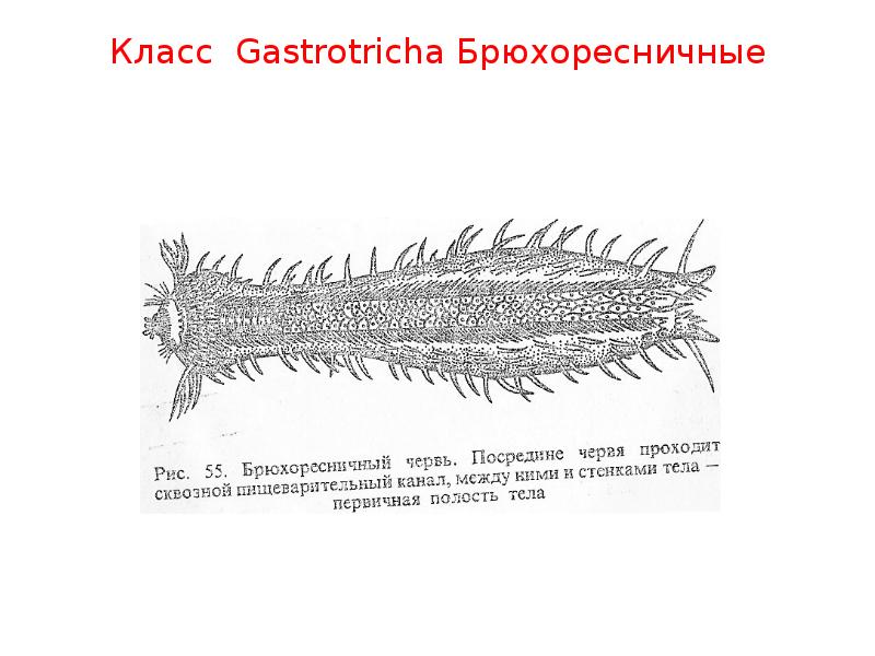 Класс брюхоресничные черви, или гастротрихи