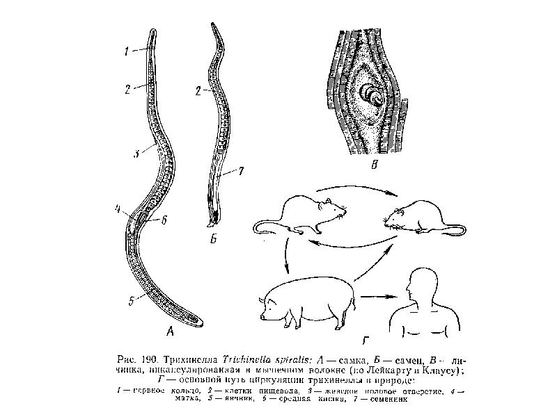 Трихинелла. Трихинелла спиральная - Trichinella spiralis. Трихинелла самка и самец. Трихинелла круглые черви. Личинки трихинеллы строение.