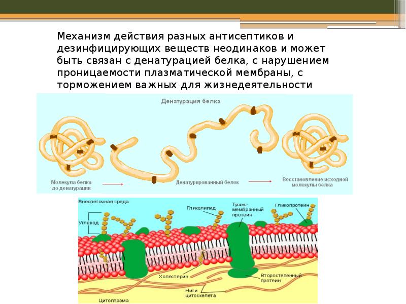 Механизм действия антисептических средств. Механизм действия антисептиков. Механизм действия дезинфицирующих средств. Механизмы действия антисептиков и дезинфектантов.