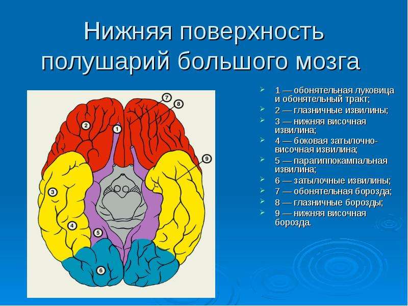 Обонятельный мозг презентация