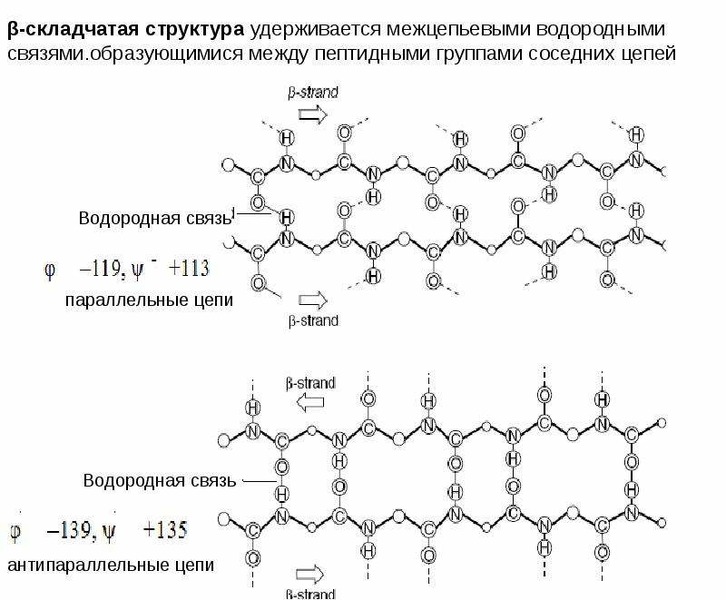 Водородный белок. Бета складчатая структура. Бета складчатая структура параллельная. Водородная связь между пептидными связями. Водородные связи между пептидными группами структура.