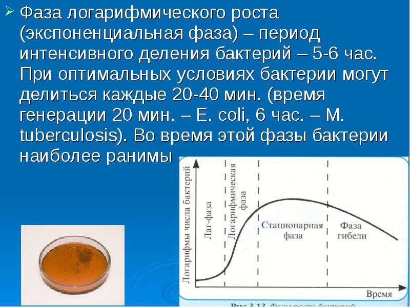 Период деления. Логарифмическая фаза роста микроорганизмов. Экспоненциальная фаза роста бактерий. Стадии роста бактериальной культуры логарифмическая фаза. Фазы роста микроорганизмов.