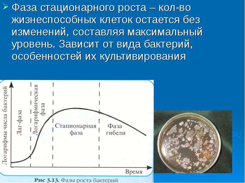 Рост микроорганизмов. Стационарная фаза роста микроорганизмов. Фазы роста бактерий. Фазы роста микроорганизмов микробиология. Фаза стационарного роста микроорганизмов характеризуется.