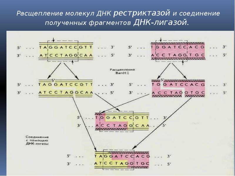 Общая масса молекул днк в 46