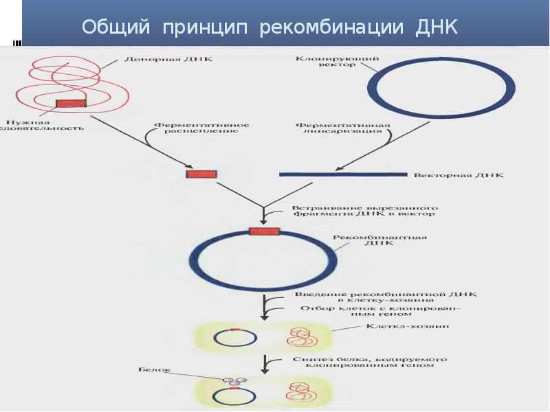 Особенности клонирования днк по типу in vivo