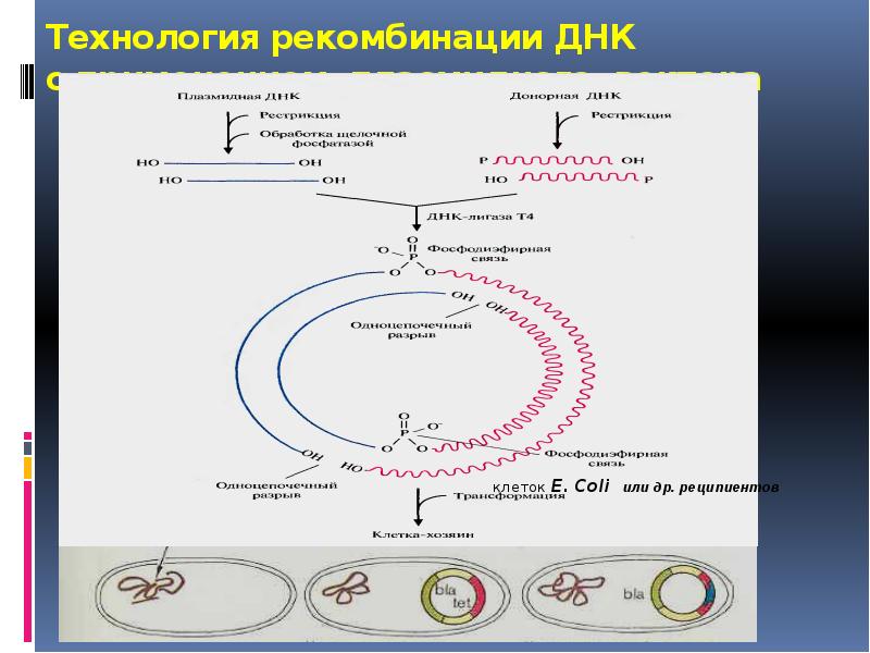 Днк проект осетин