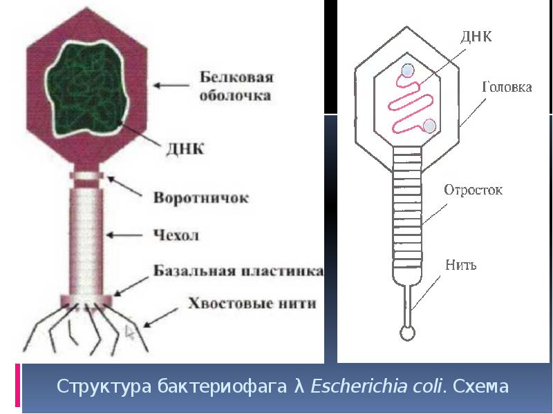 Рекомбинация днк схема