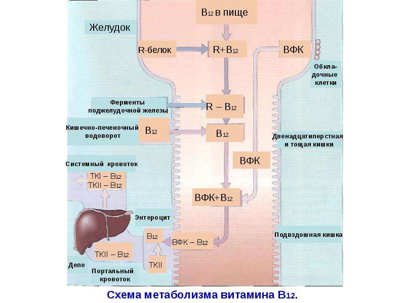 В 12 в организме. Схема метаболизма витамина в12.