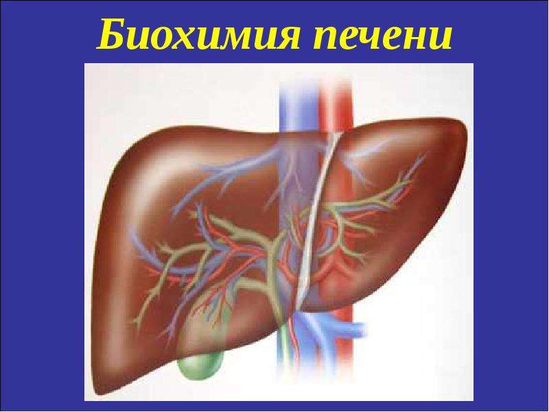 Биохимия печени презентация