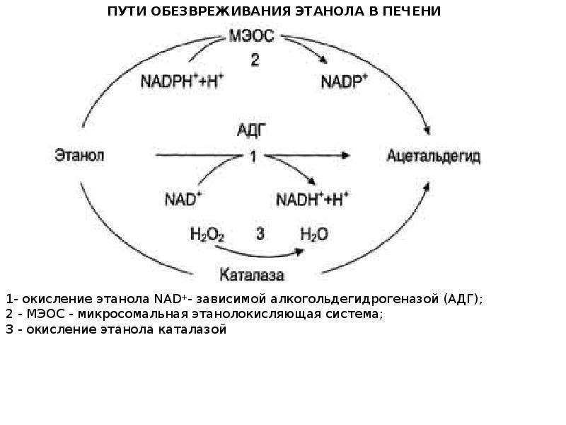 Метаболизм этанола в печени биохимия презентация