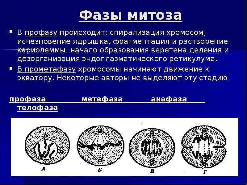 В какой фазе происходит деление. Профаза метафаза анафаза телофаза. Митоз профаза метафаза. Профаза прометафаза метафаза. Метафаза митоза процессы.