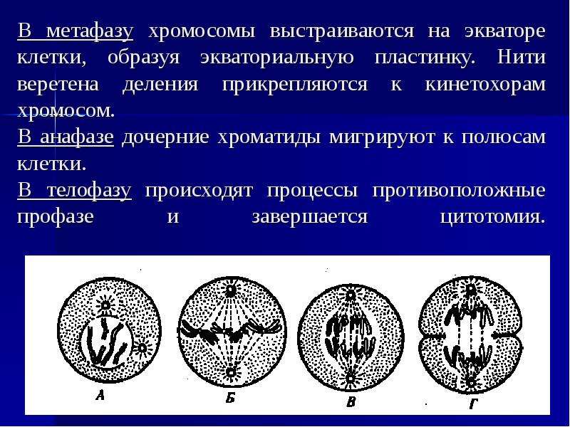 Хромосомы на экваторе. Нити веретена деления. Метафаза Экваториальная пластинка. Прикрепление хромосом к нитям веретена деления. Хромосомы в метафазе.