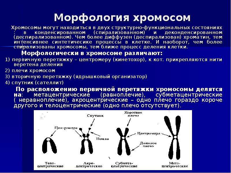 Установите соответствие изображений хромосом и их названий