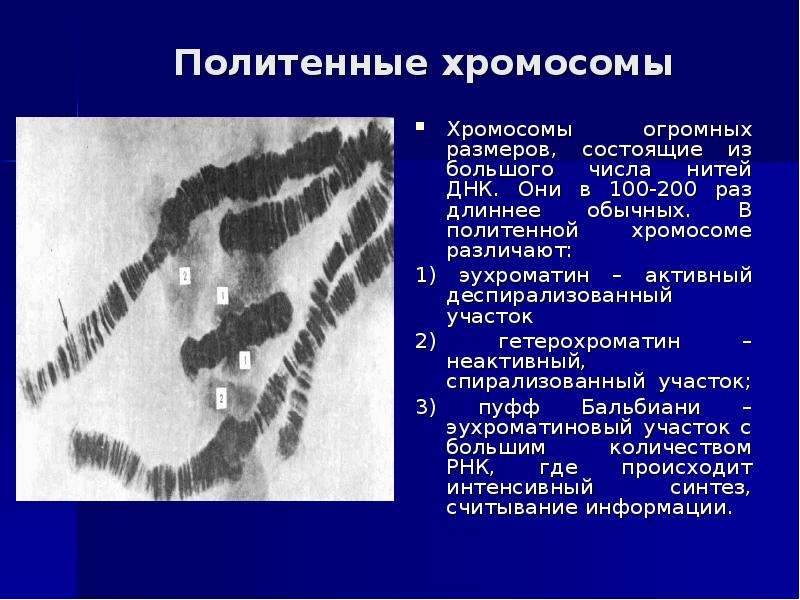 Интерфазные хромосомы