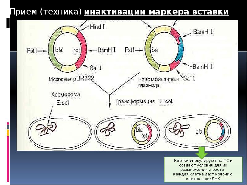 Обнаружены клетки трансформации. Трансформация рекомбинантной ДНК. Рекомбинантные клетки. Трансформация клеток отбор трансформированных клеток. Схема получения рекомбинантной ДНК.