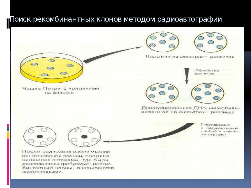 Рекомбинантная днк схема