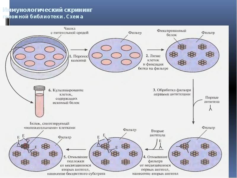 Исследователь трансформировал клетки бактерий плазмидой содержащей ген. Трансформация бактерий и скрининг клонов. Трансформация клеток отбор трансформированных клеток. . Скрининг клеток с клонированным геном. Метод рекомбинантных плазмид скрининг.