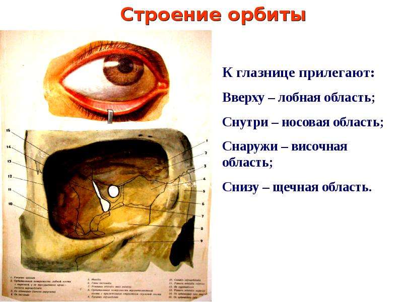 Анатомия и физиология органа зрения