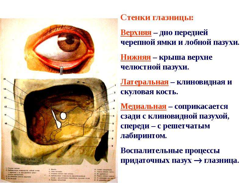 Анатомия и физиология органа зрения