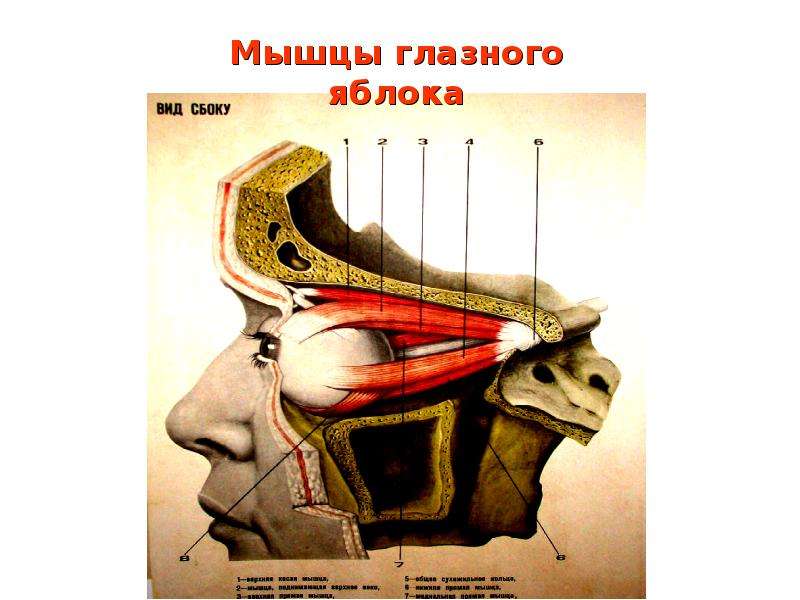 Мышца яблоко. Мышцы глазницы анатомия. Расположение глаза в глазнице черепа. Глаз в глазнице анатомия.