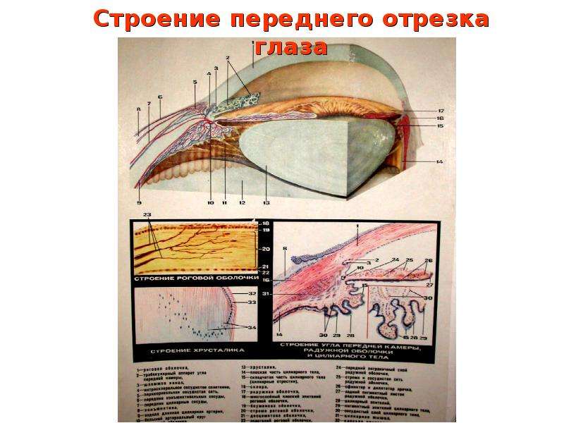 Анатомия и физиология органа зрения. Переднего отрезка глаза. Окт переднего отрезка глаза. Заболевания переднего отрезка глаза. Состояние переднего отрезка глаза в норме.