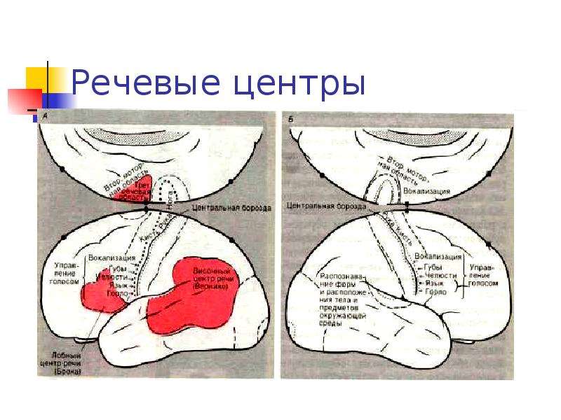 Типы высшей нервной деятельности человека презентация