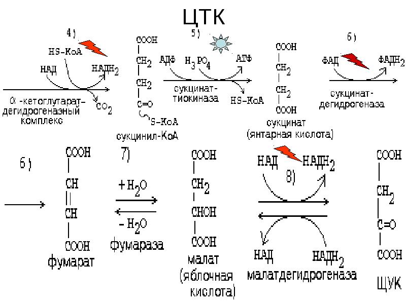 Цикл трикарбоновых кислот схема с формулами