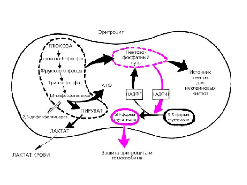 Метаболизм эритроцитов схема