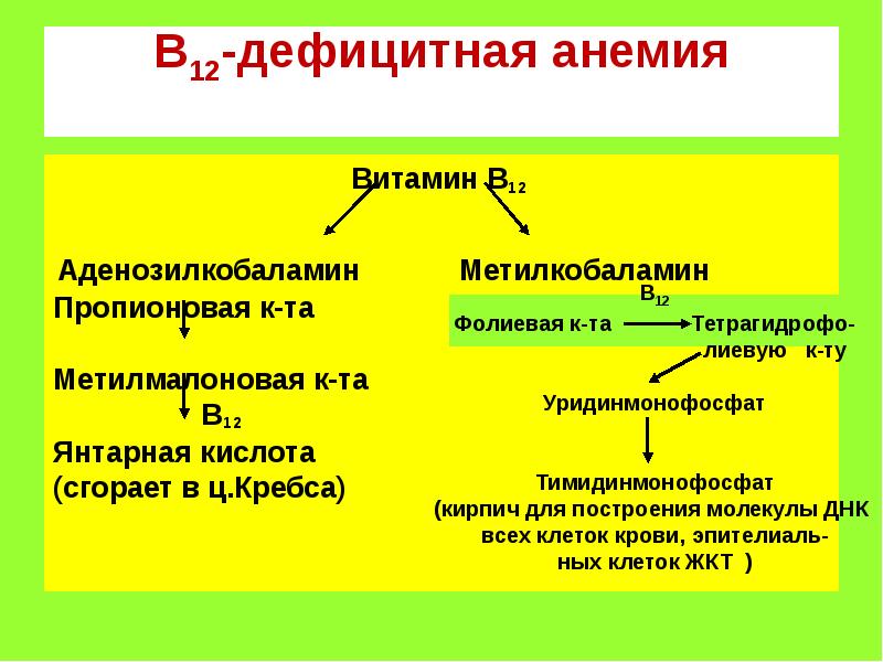 Метилмалоновая ацидемия презентация