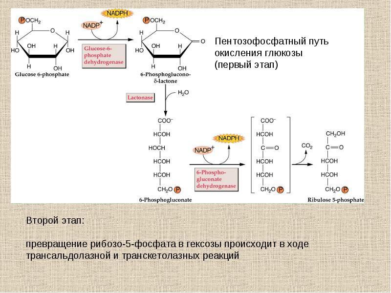 Реакция на глюкозу является. Окислительный этап пентозофосфатного пути окисления Глюкозы. Пентозофосфатный путь (ПФП) окисления Глюкозы.. Ключевые ферменты пентозофосфатного пути окисления Глюкозы. Пентозофосфатный путь метаболизма Глюкозы.