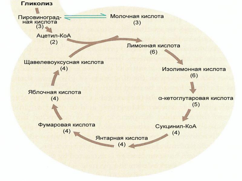 Молочная кислота значение. Гликолиз молочная кислота. Цикл молочной кислоты. Гликолиз ПВК молочная кислота. Распад молочной кислоты.