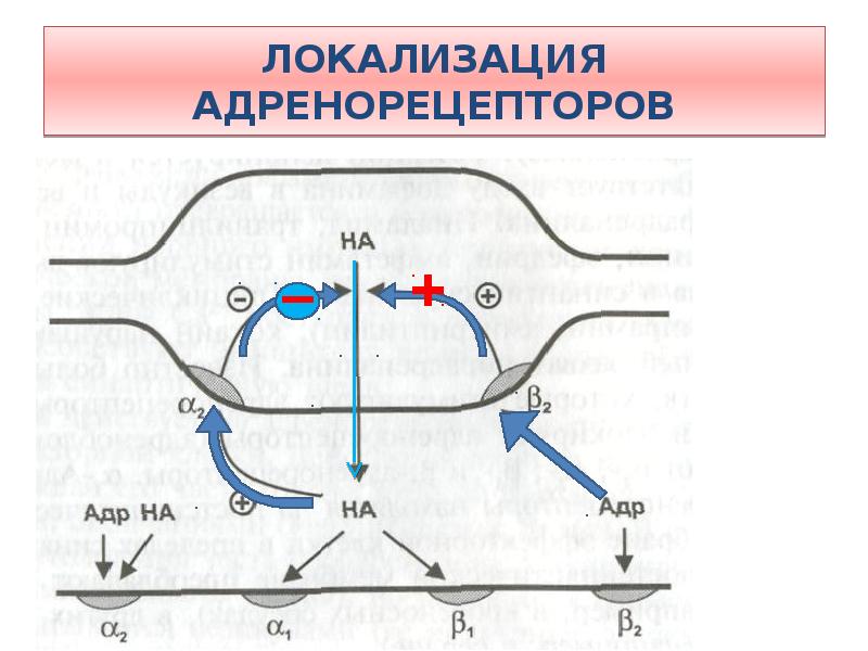 Альфа адренорецепторы локализация. Альфа 1 адренорецепторы локализация. Локализация бета рецепторов. Альфа 2 адренорецепторы локализация. Бета 2 адренорецепторы локализация.