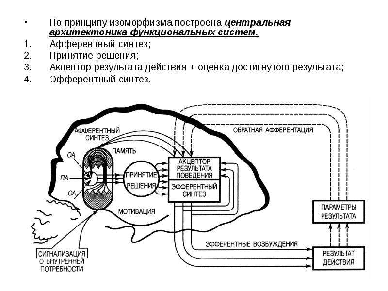 Схема условного рефлекса по анохину