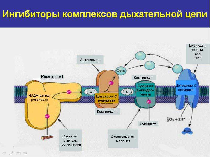 Система 2 4 дыхание. Схема действия ингибиторов дыхательной цепи. Ингибиторы ферментов цепи переноса электронов. Укажите ингибиторы IV комплекса дыхательной цепи:. Схема биологического окисления дыхательная цепь.