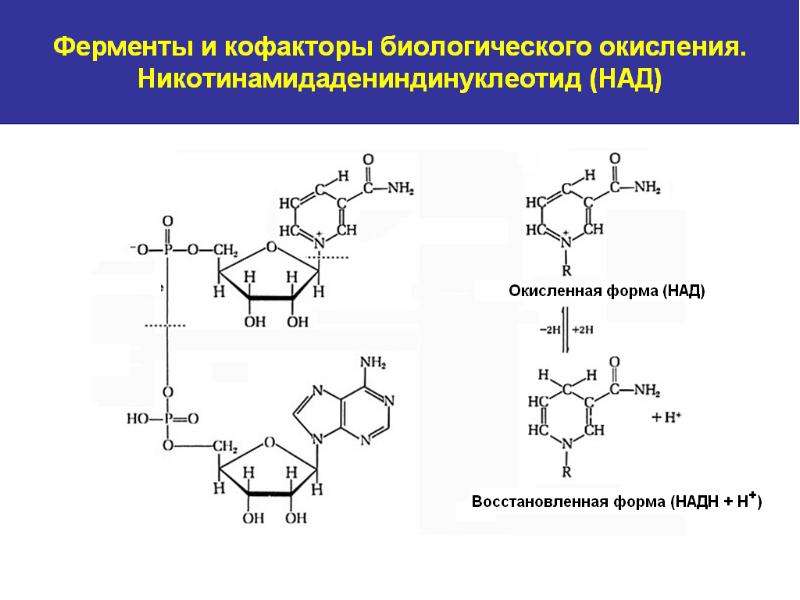 Восстановление над. Строение никотинамидадениндинуклеотида. Строение окисленной и восстановленной форм над. Восстановленная форма над. Никотинамидадениндинуклеотид окисленная форма.