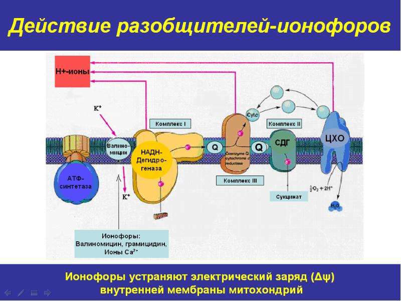 Прочитайте статью в рубрике это интересно предложите схему отражающую биологическое окисление клетке