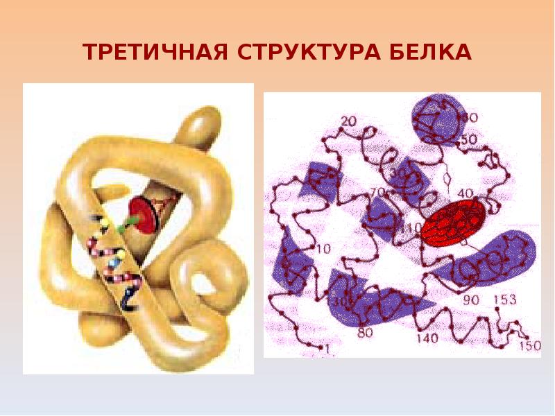 Третичную структуру белка стабилизируют. Белки в третичной структуре белка. Третичная структура белка это структура. Третичная структура белка. Третичная структура белкк.