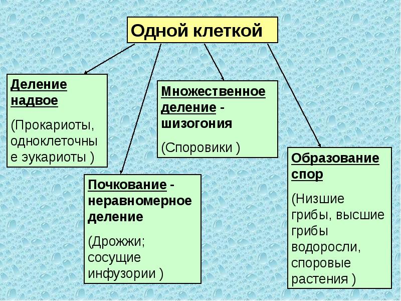 Образование деление. Множественное деление почкование образование спор. Множественное деление клетки характеристика. Множественное деление деление клетки надвое особенности.