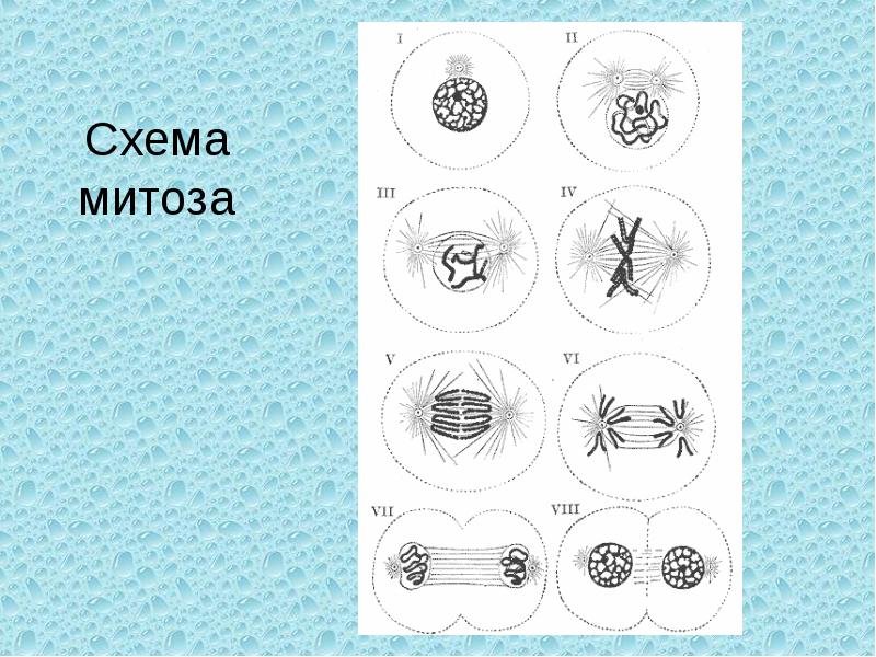 Фазы митоза. Схема митоза биология 9 класс. Фазы митоза схема. Схема последовательных стадий митоза.