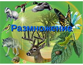 Размножение