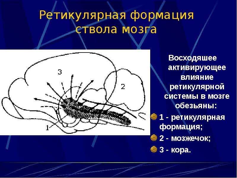 Ретикулярная формация физиология презентация