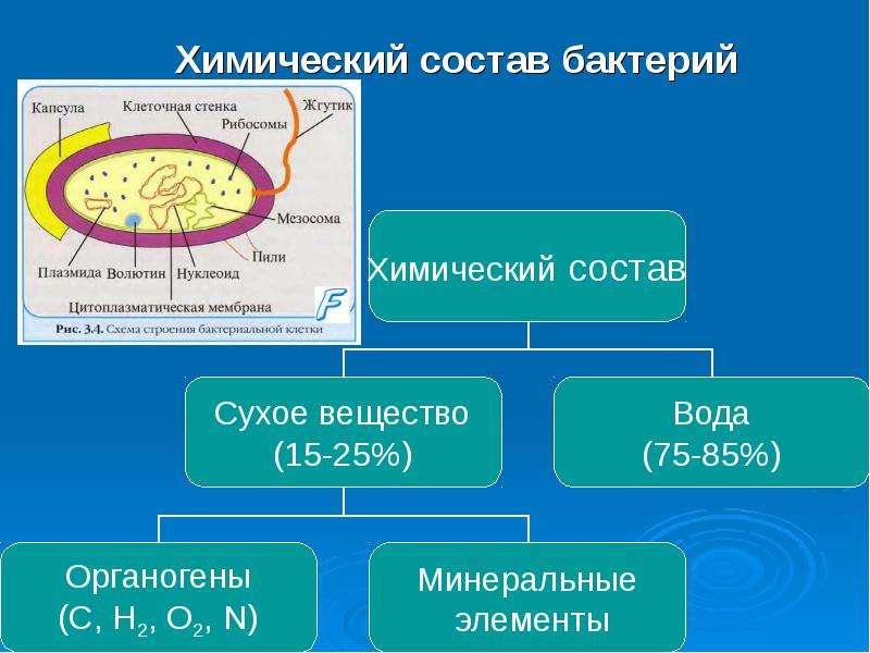 Презентация на тему физиология бактерий