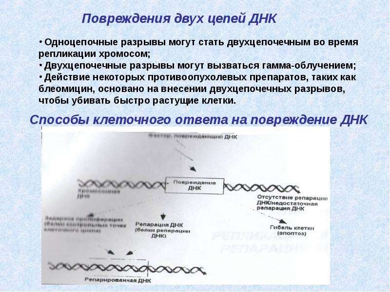 Связи между двумя цепями днк. Двухцепочечные разрывы ДНК. Репликация двухцепочный ДНК. Репарация двухцепочечных разрывов ДНК. Повреждение в цепочке ДНК.