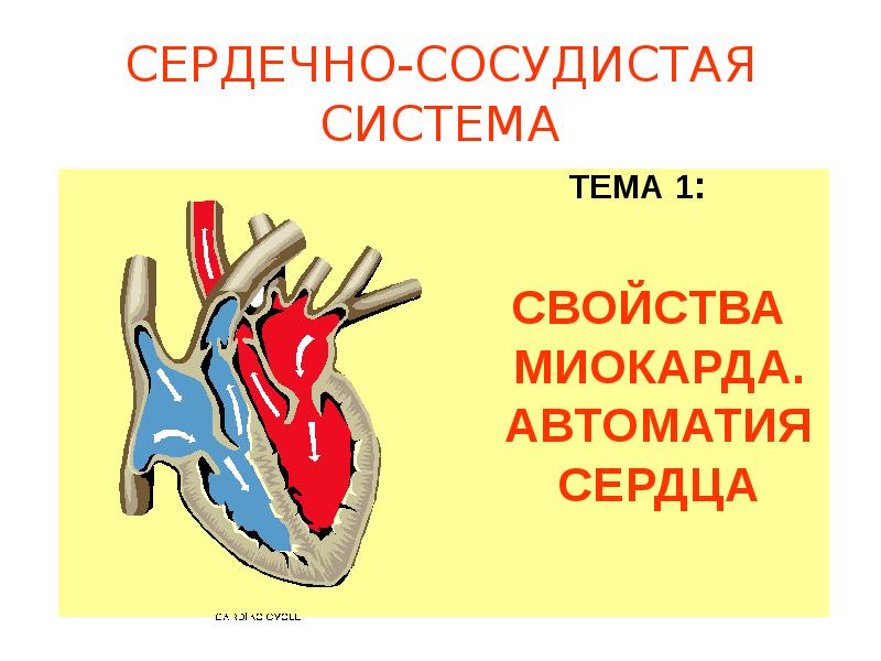 Проводящая система сердца механизм автоматии сердца презентация