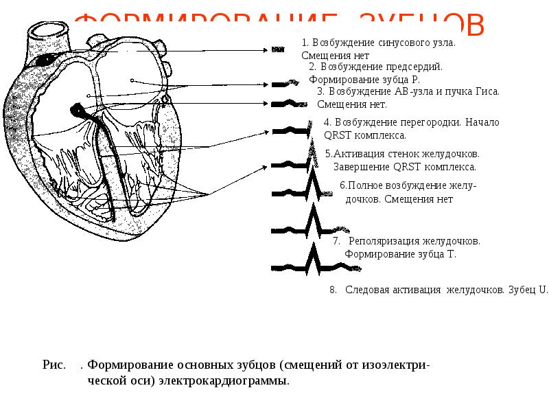 Проводящая система сердца механизм автоматии сердца презентация