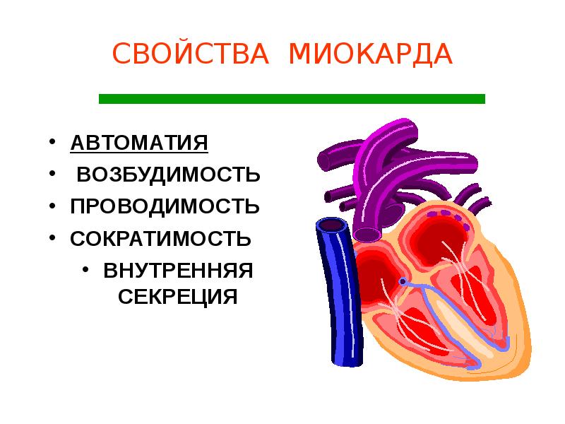 Автоматия сердца презентация