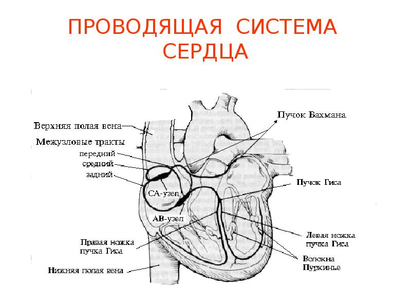 Сердечные ноги. Проводящая система сердца автоматия. Проводящая система сердца пучок Бахмана. Строение сердца пучок Гиса. Проводящая система сердца лягушки.