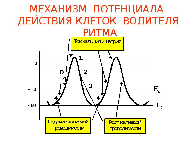 Механизм автоматии сердца презентация