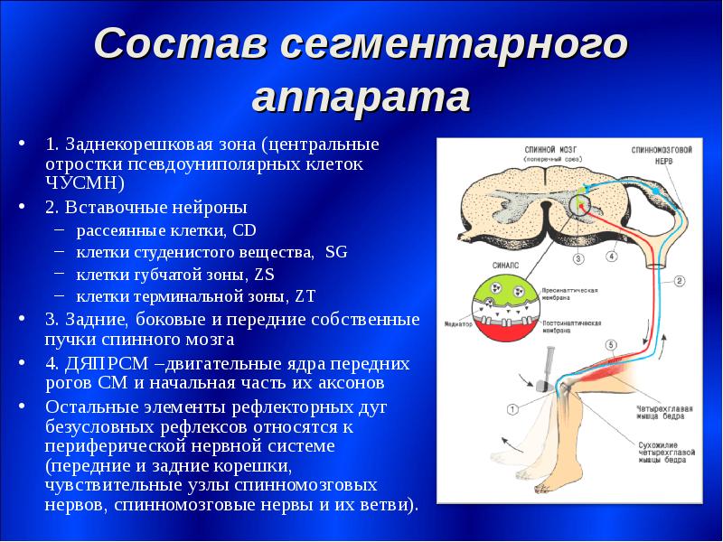 Функции чувствительных и двигательных нейронов. Центральные отростки псевдоуниполярных клеток. Псевдоуниполярные клетки спинного мозга. Презентация функциональная анатомия спинного мозга. Вставочные клетки спинного.