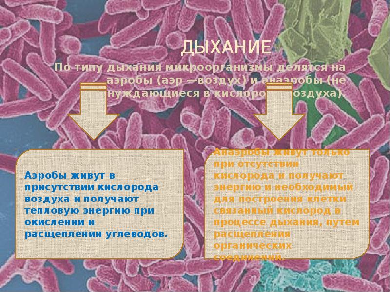 Дыхание бактерий. Дыхание микроорганизмов микробиология. Дыхание микроорганизмов презентация. Дыхание микроорганизмов аэробы и анаэробы. Типы дыхания микроорганизмов.